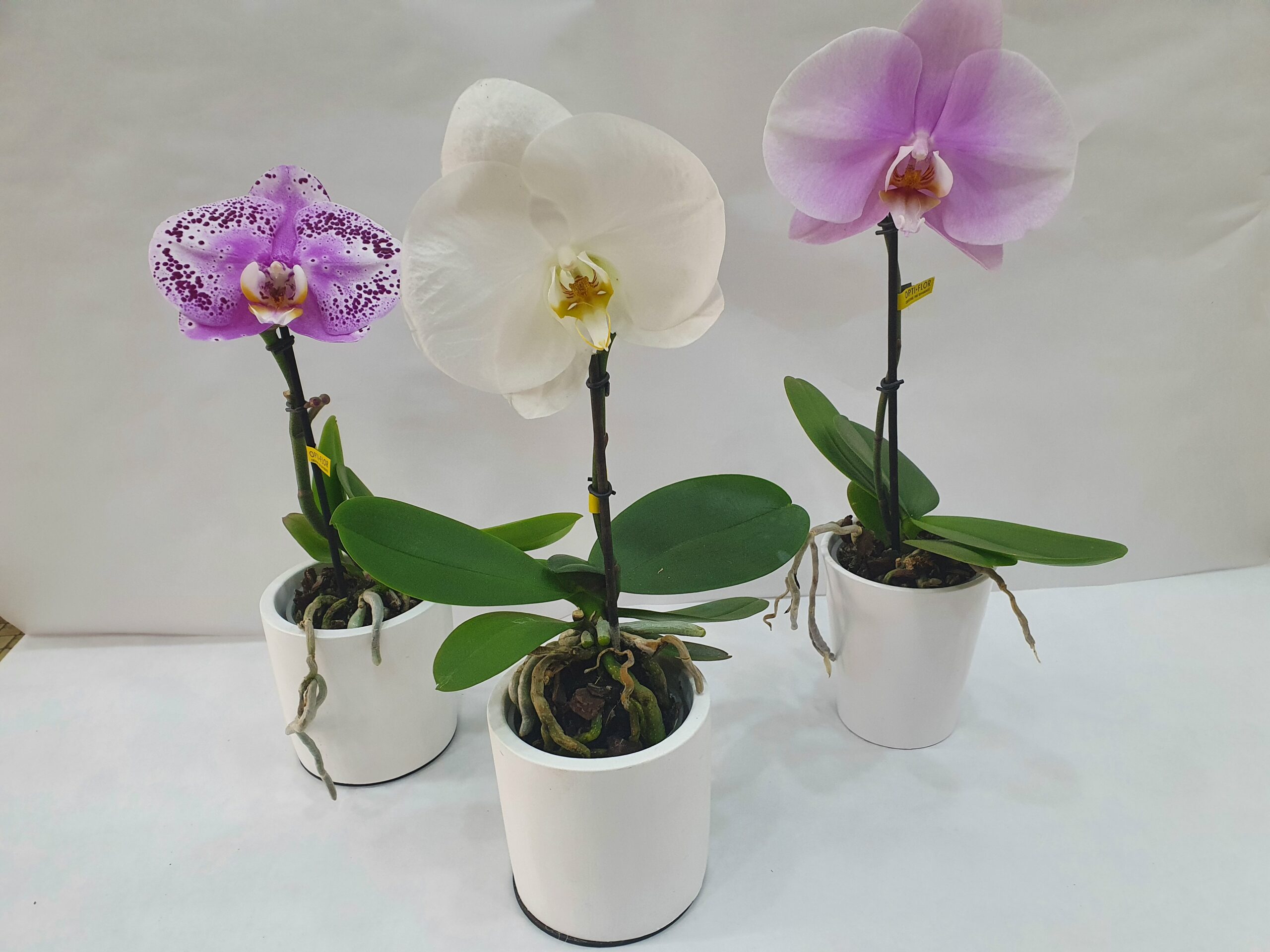 orchidée6